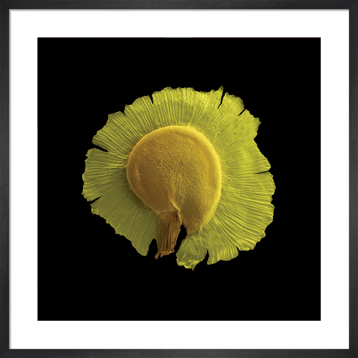 Spergularia media (greater sea-spurrey)