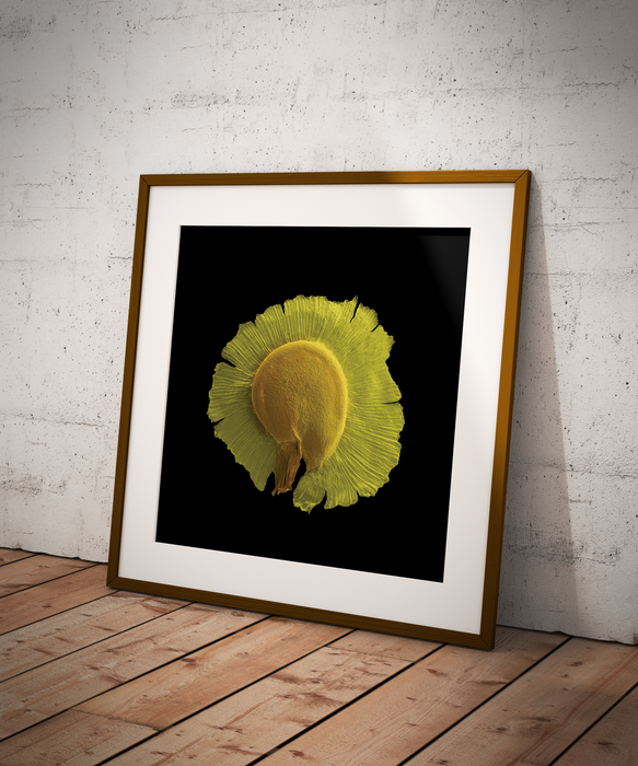 Spergularia media (greater sea-spurrey)