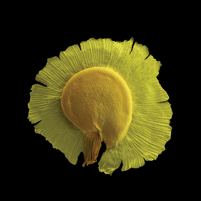 Spergularia media (greater sea-spurrey)