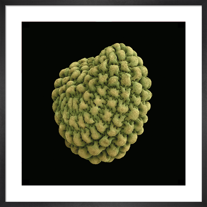 Stellaria pungens (prickly starwort)