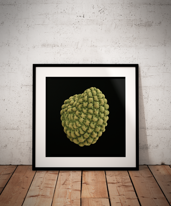 Stellaria pungens (prickly starwort)