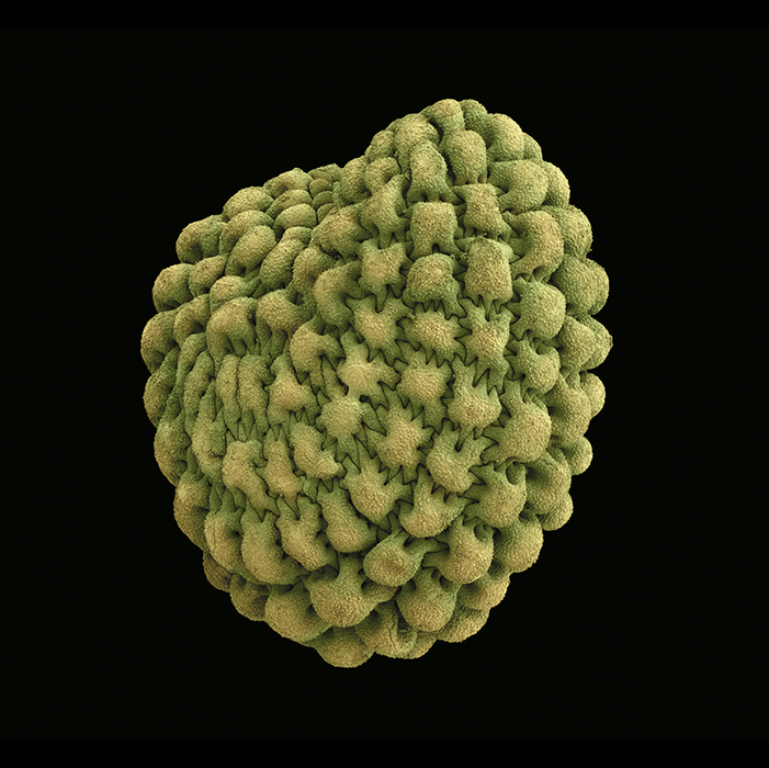 Stellaria pungens (prickly starwort)