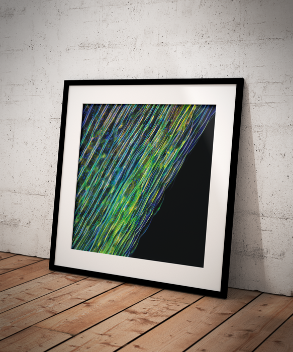 Tabernaemontana undulata (becchete)