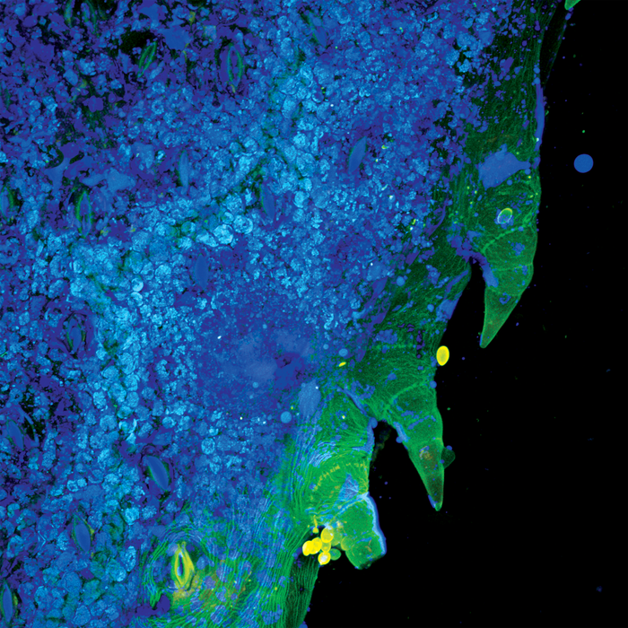 Tagetes lucida (yauhtli)