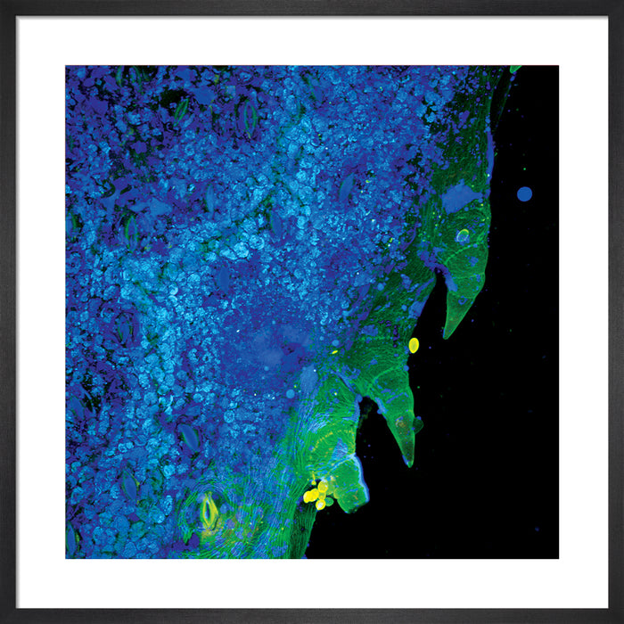 Tagetes lucida (yauhtli)