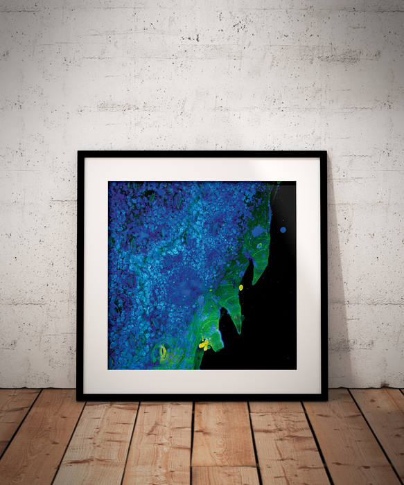 Tagetes lucida (yauhtli)