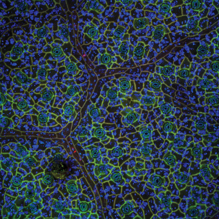 Theobroma cacao (cacao)