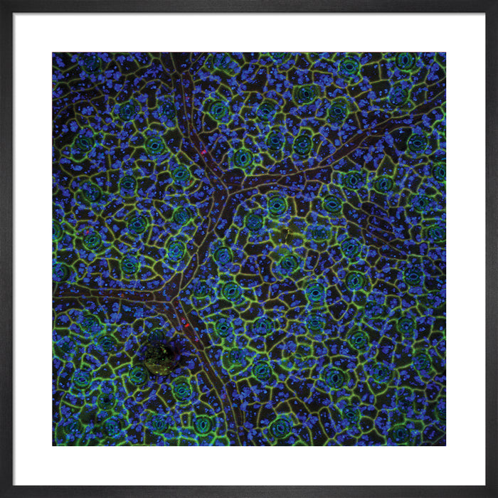 Theobroma cacao (cacao)