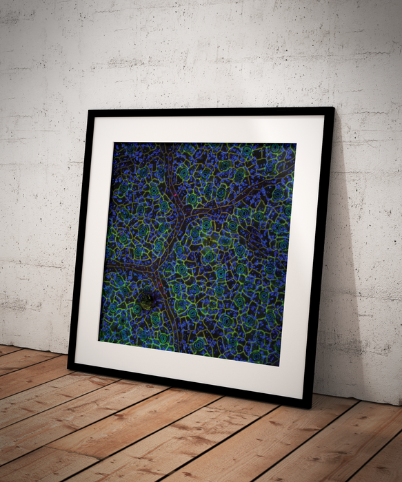 Theobroma cacao (cacao)