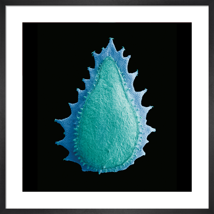 Trichodesma africanum