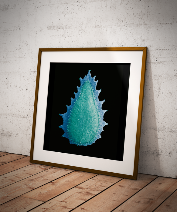 Trichodesma africanum