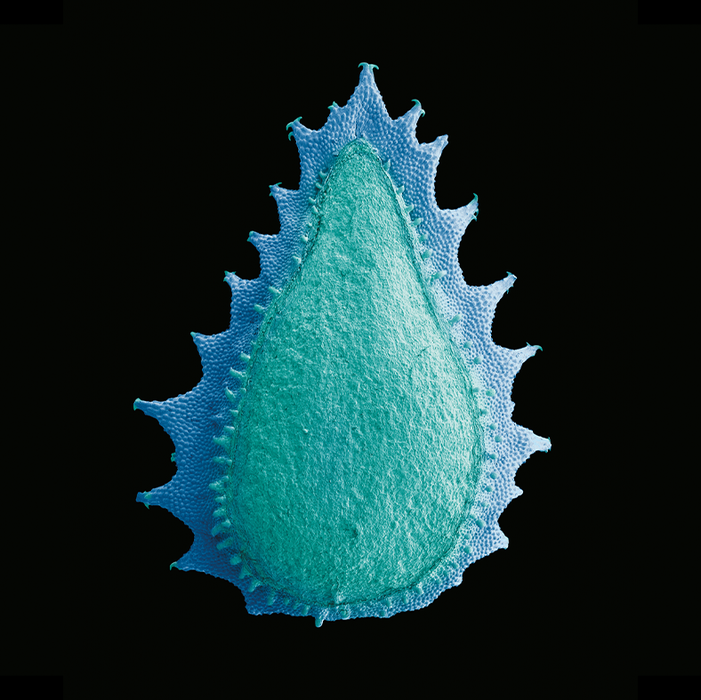 Trichodesma africanum