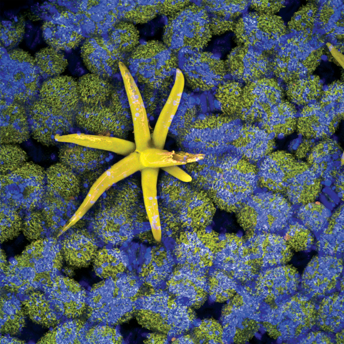 Virola theiodora (yãkoana)