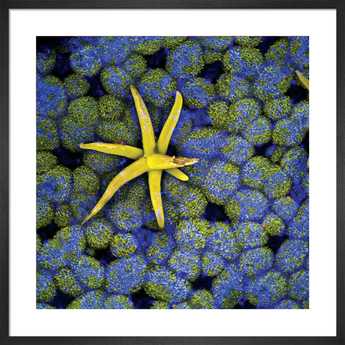 Virola theiodora (yãkoana)