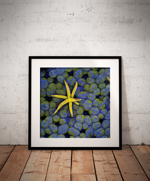 Virola theiodora (yãkoana)